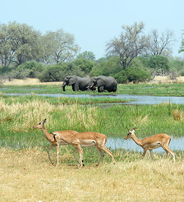 Okavango